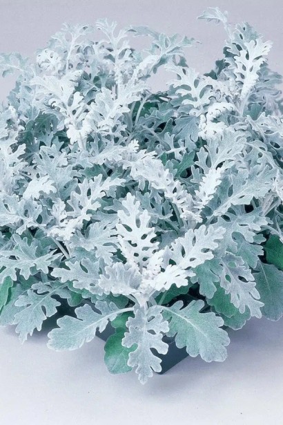 Цинерарія приморська|Cineraria maritima|Цинерария приморская